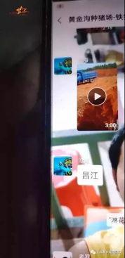 猪瘟最新爆料消息视频,揭秘病毒传播途径及防控措施