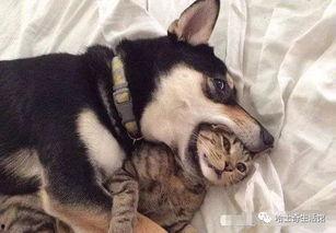 二狗爆料谢航视频播放,谢航视频播放背后的惊人真相